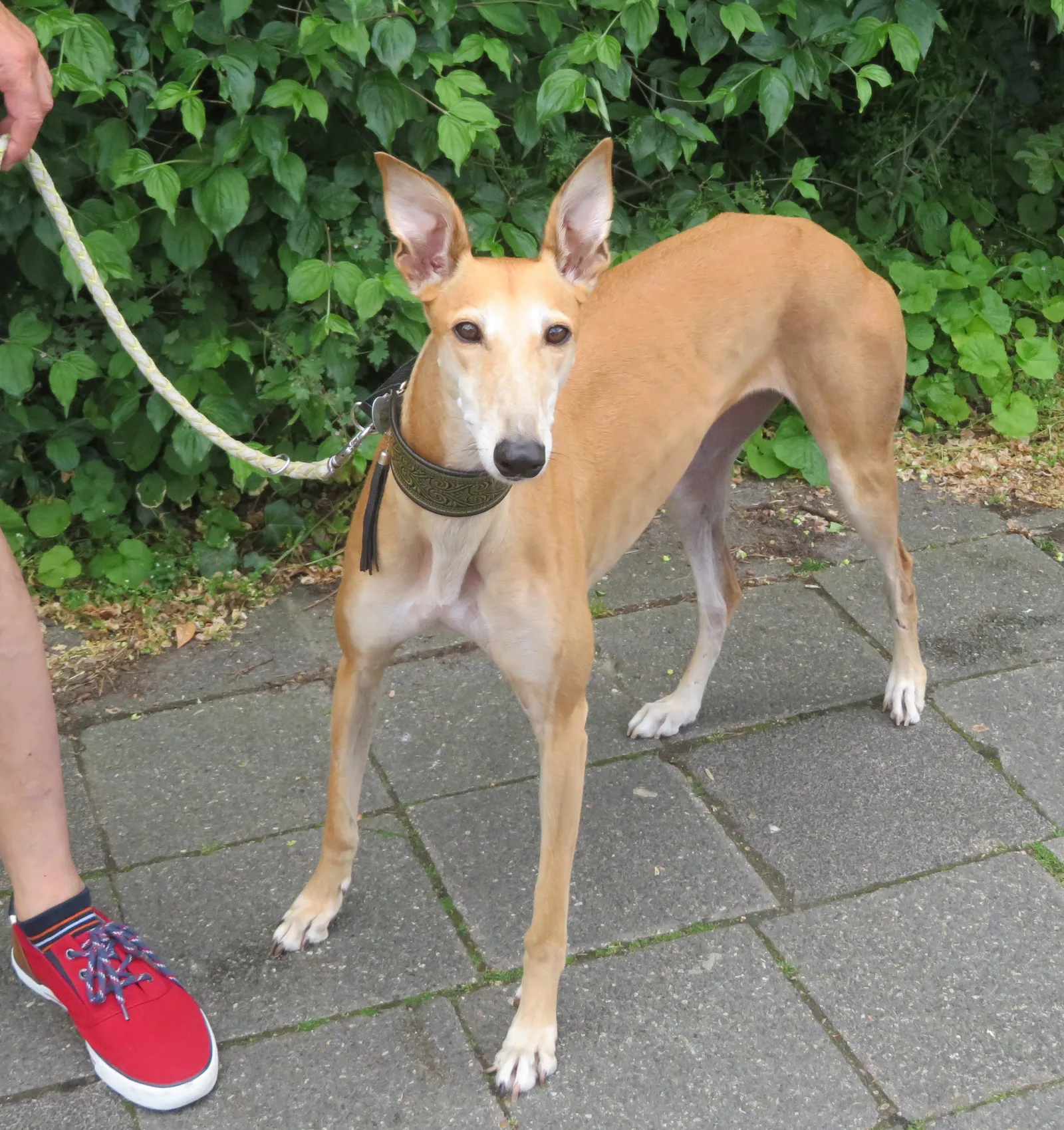 Galgo Español