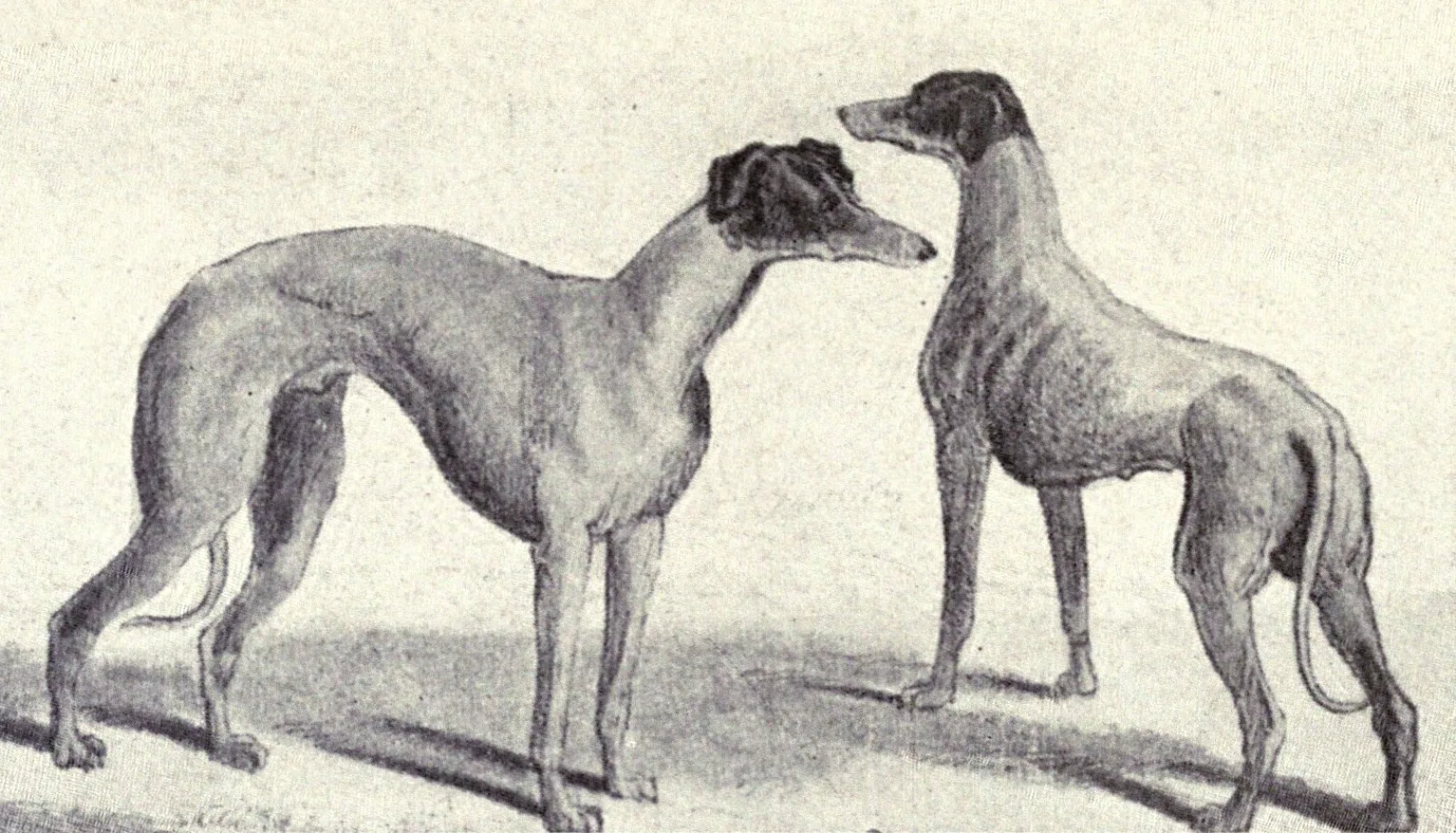 Galgo Italiano