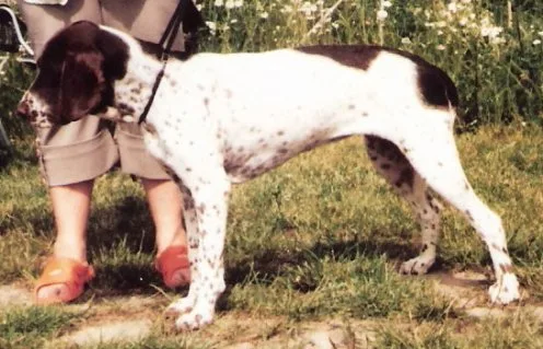 Viejo Perro de Muestra Danés