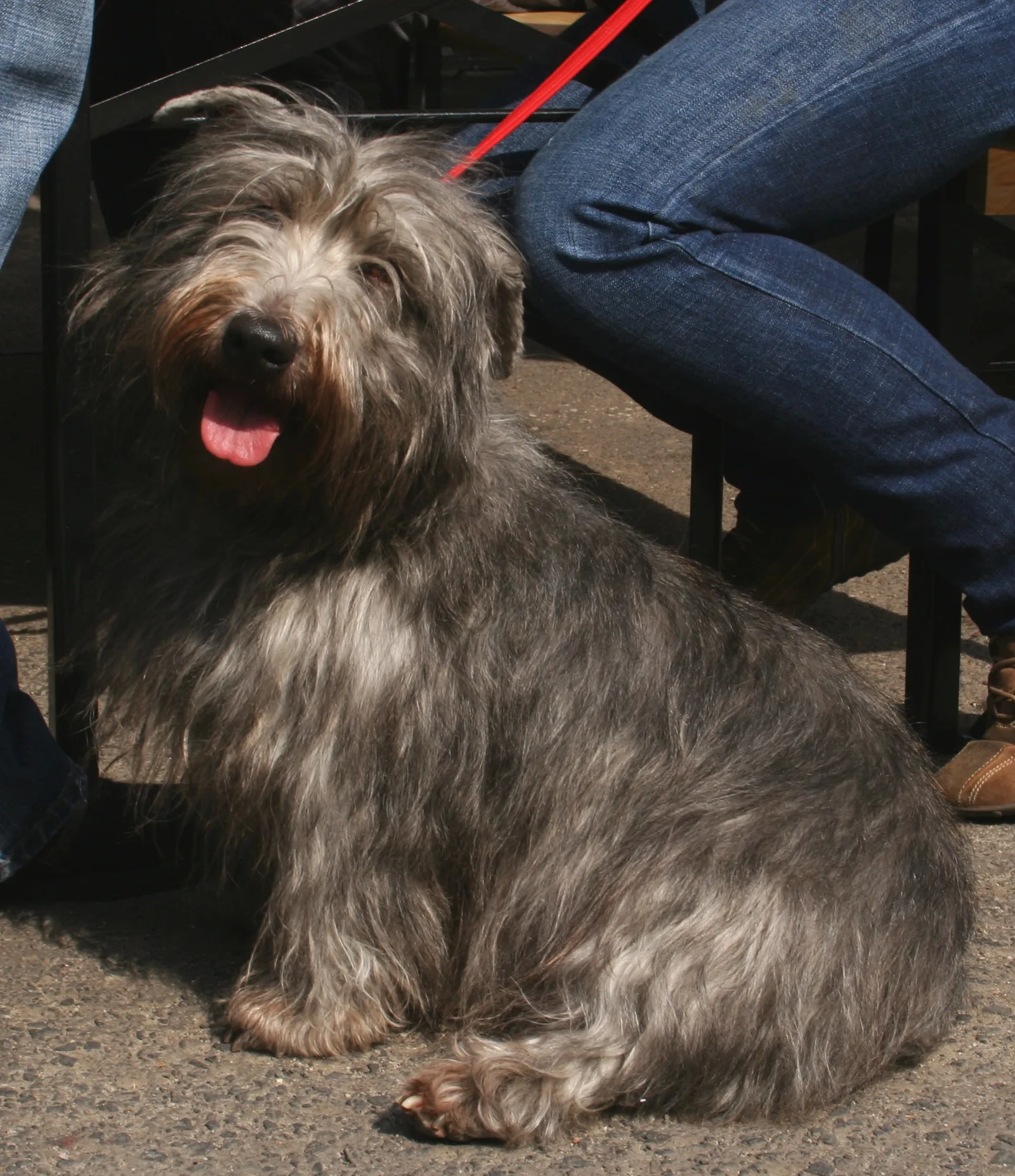 Glen of Imaal Terrier