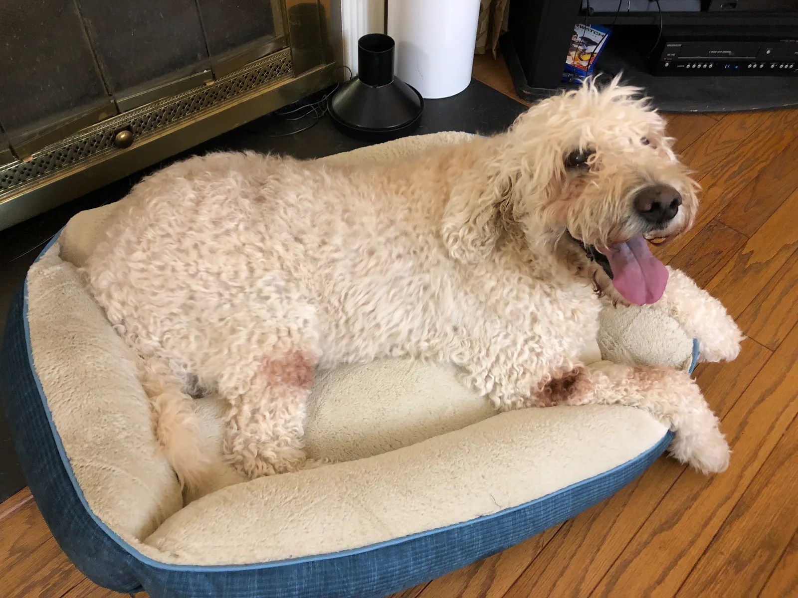 Goldendoodle