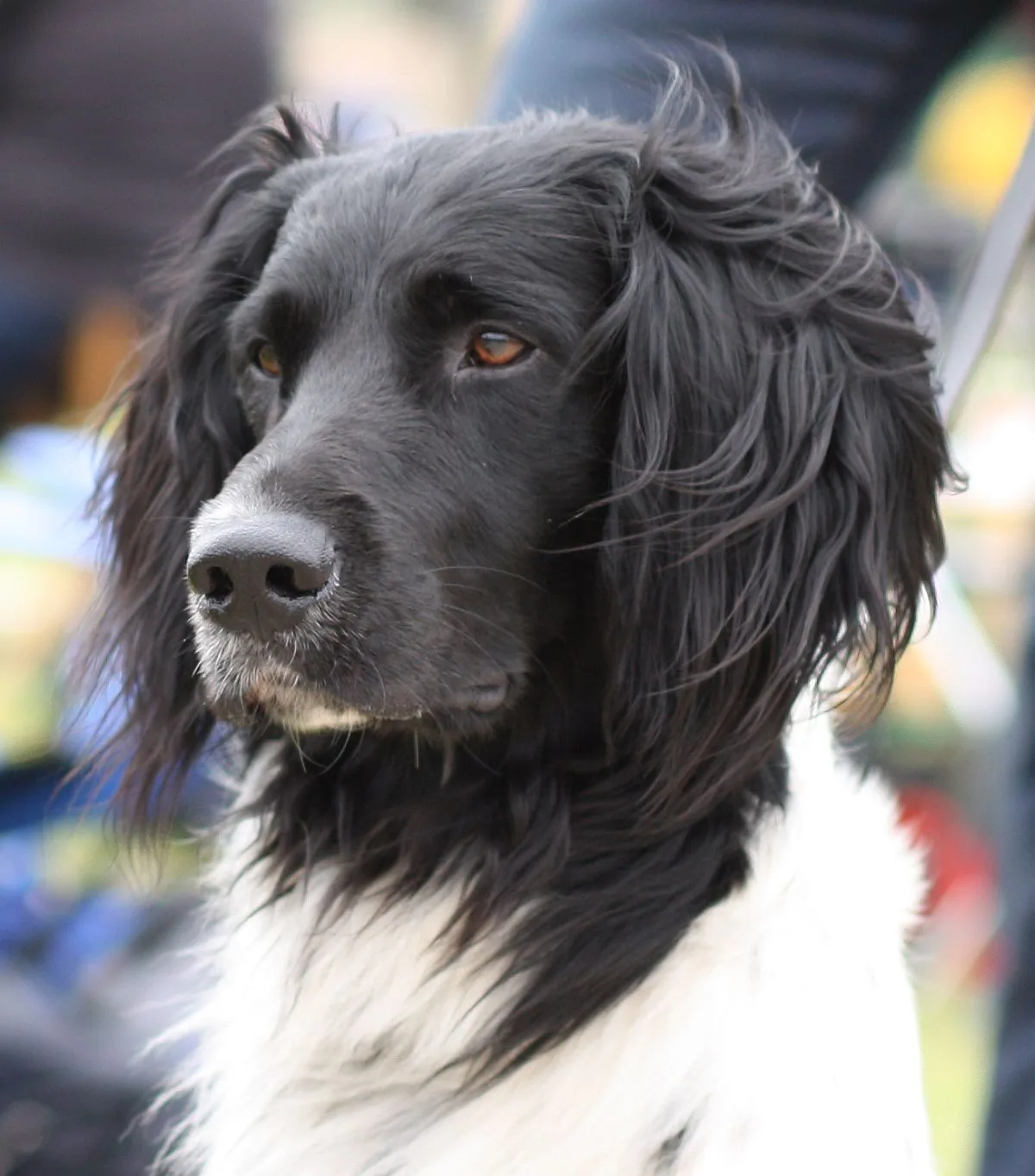 Gran Münsterländer