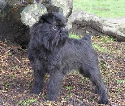 Grifón Belga