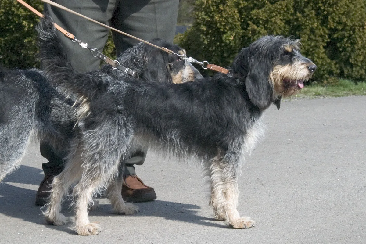 Griffon Azul de Gascuña