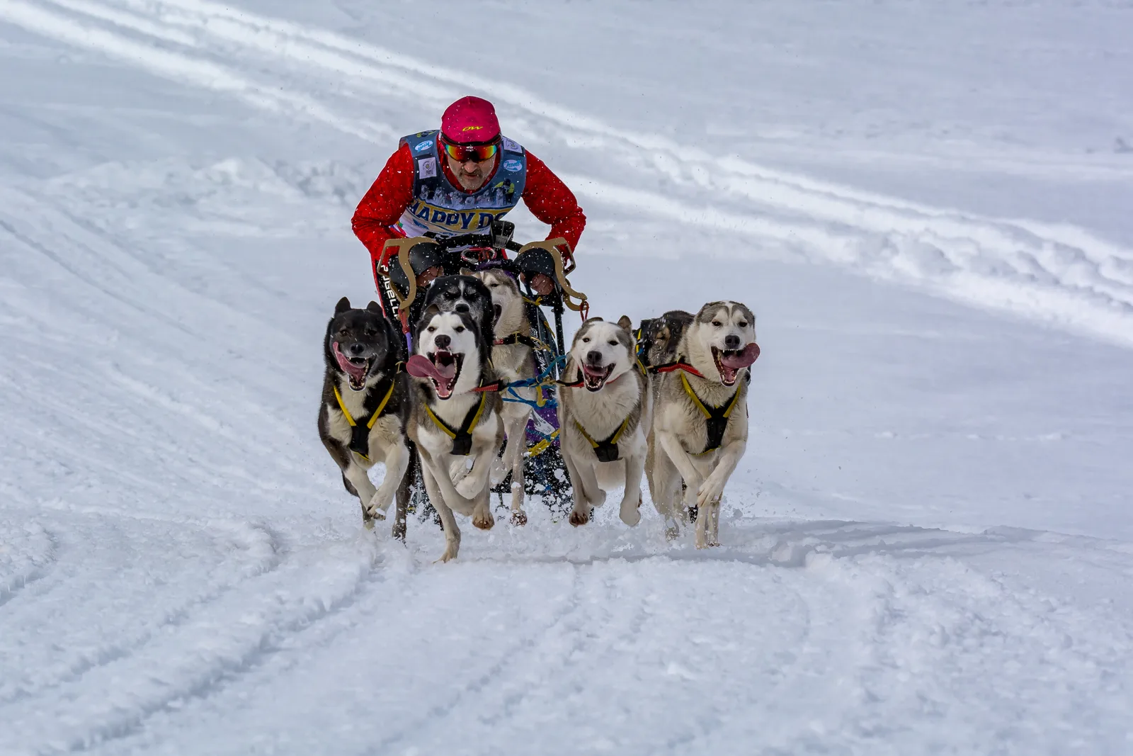 Husky Siberiano