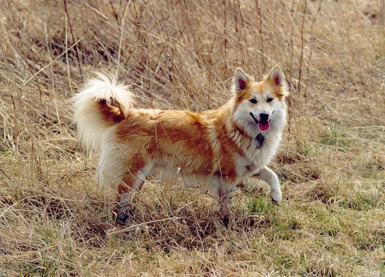 Iceland Sheepdog