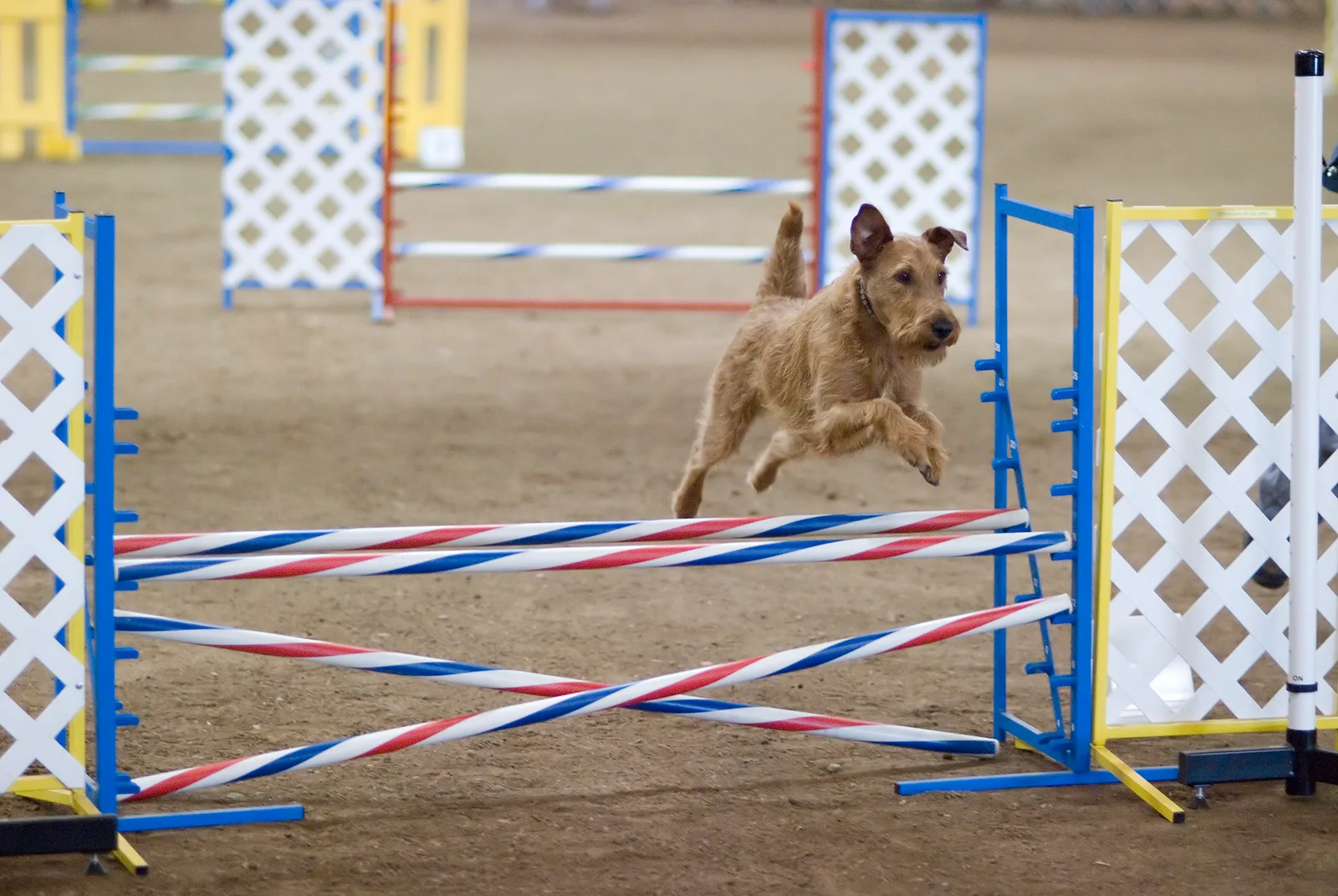 Irish Terrier
