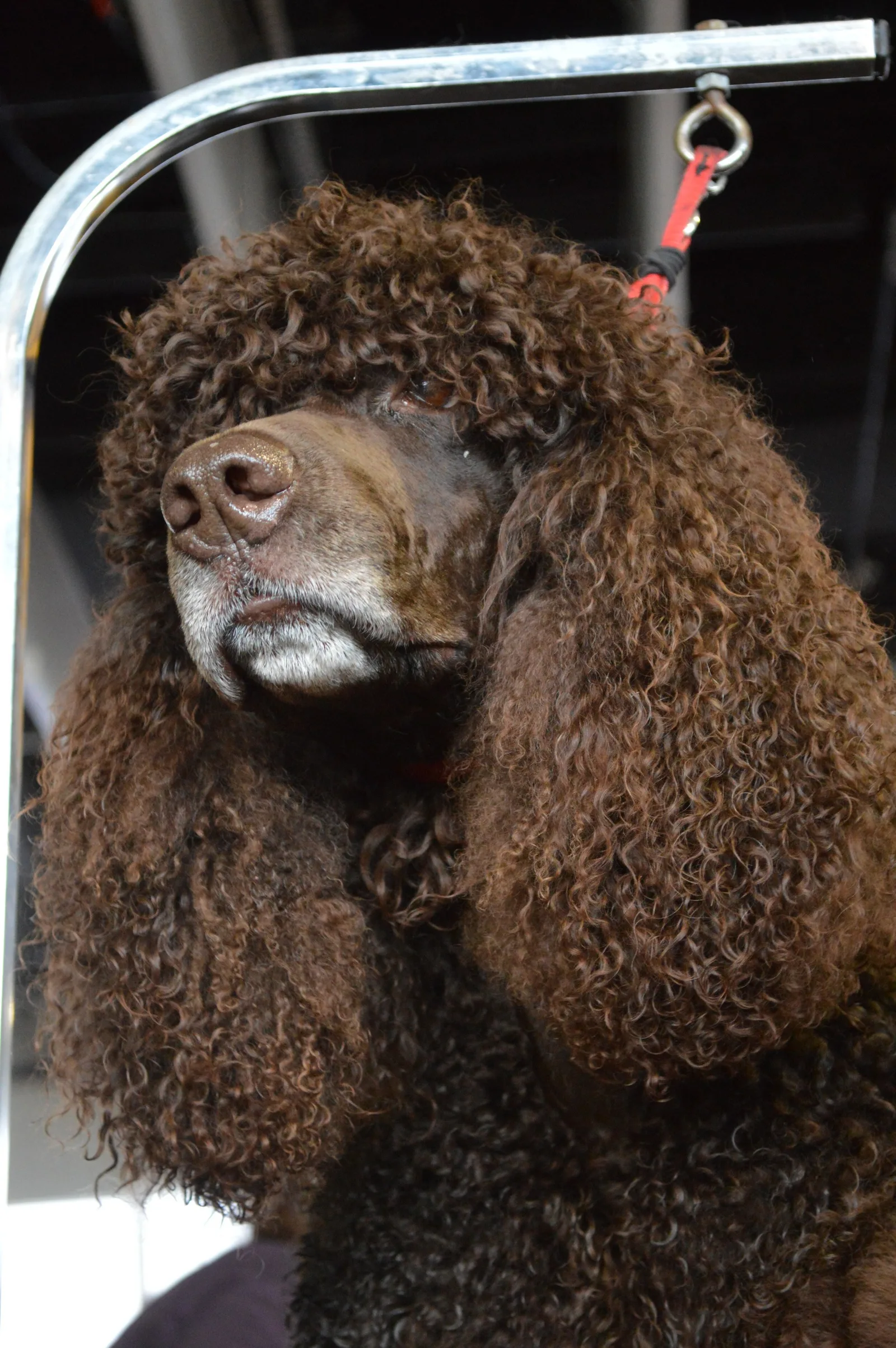 Irish Water Spaniel