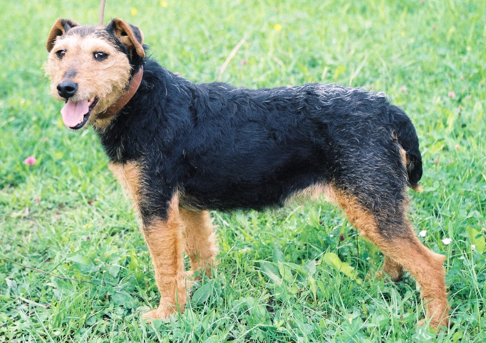 Terrier de Caza Alemán