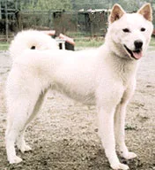 Jindo Coreano