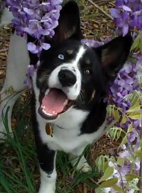 Karelian Bear Dog