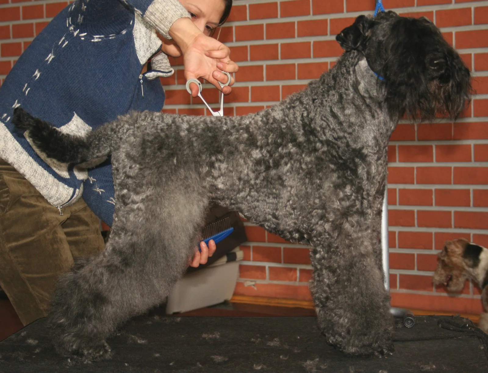 Kerry Blue Terrier