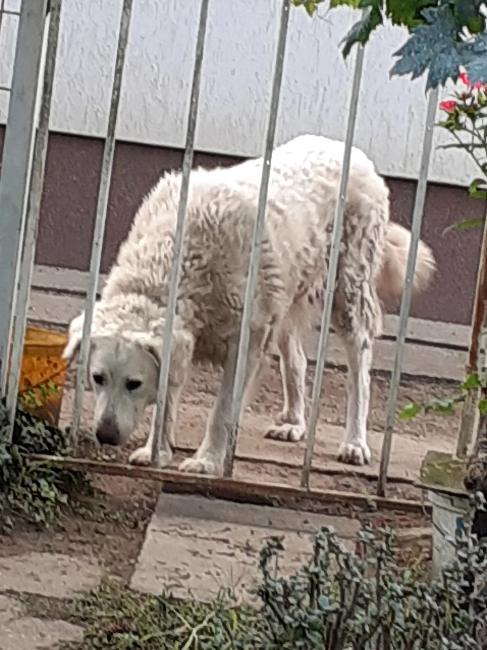 Kuvasz