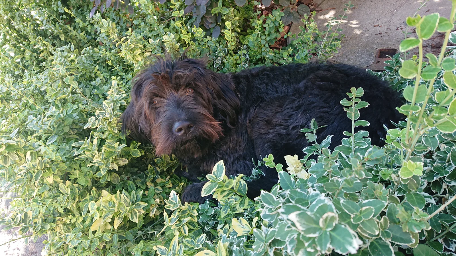 Labradoodle