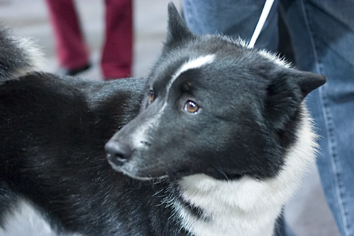 Laika Ruso-Europea