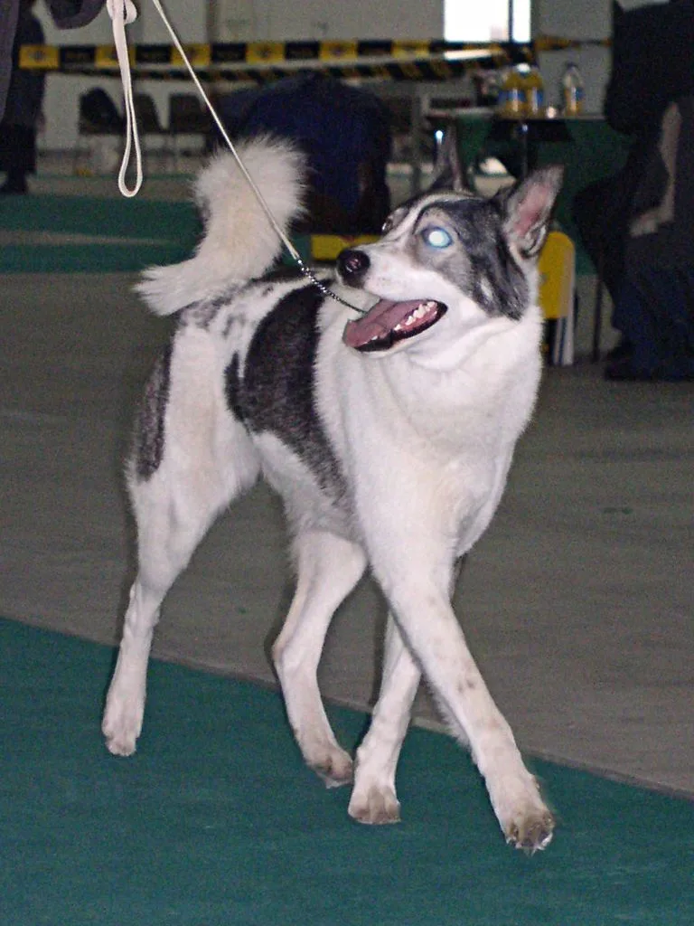 Laika de Siberia Oriental