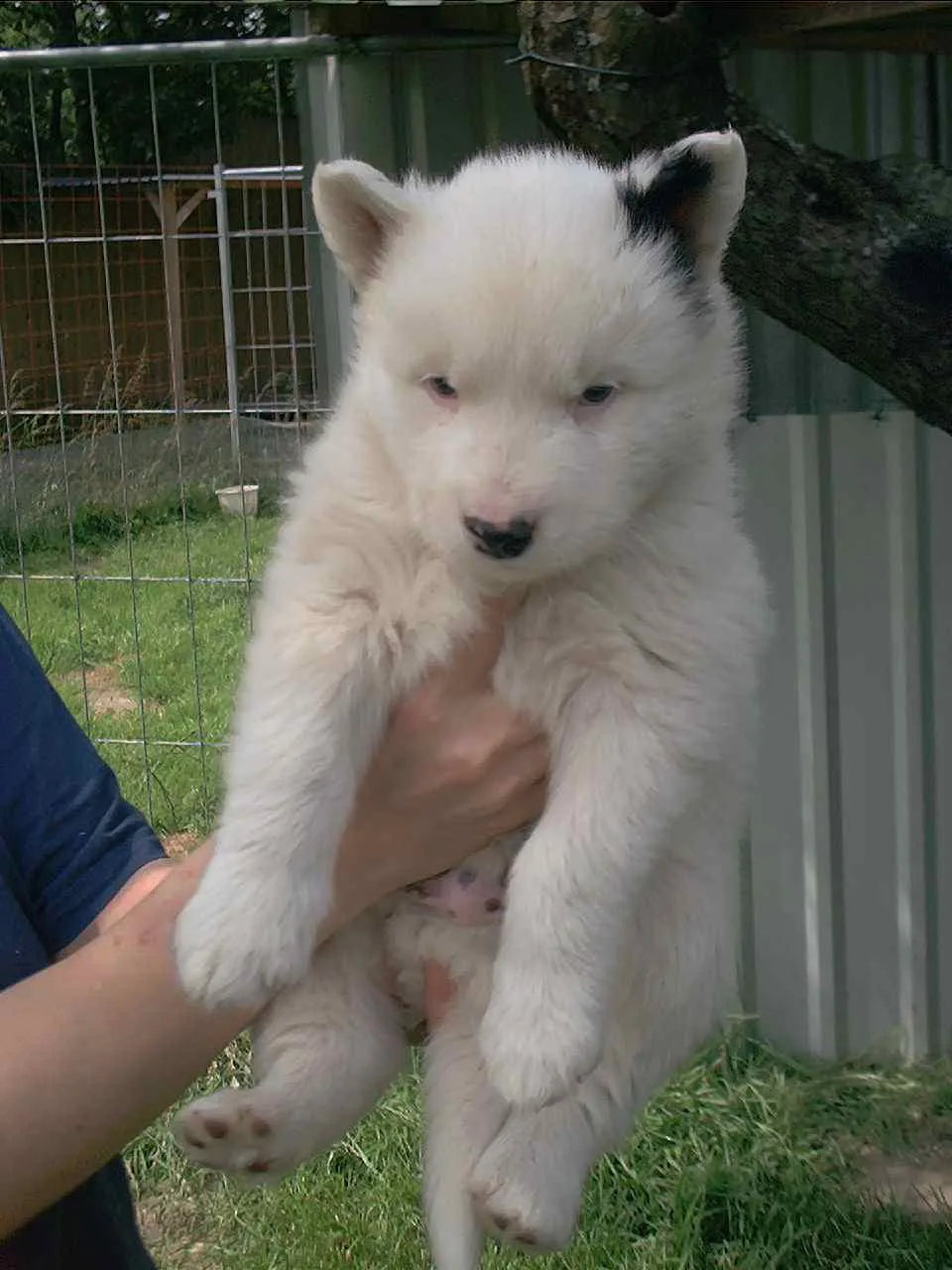 Laika de Yakutia