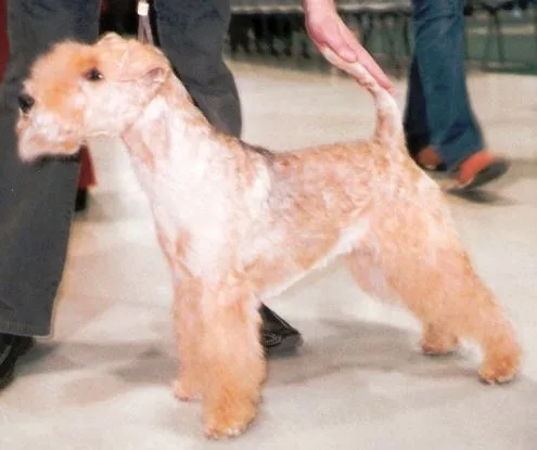 Lakeland Terrier
