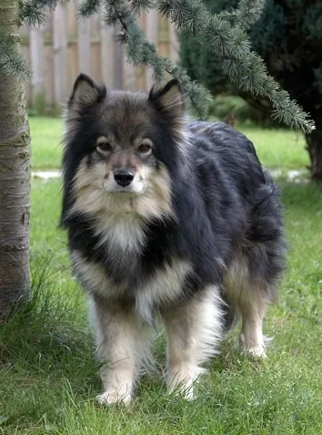 Lapphund Finlandés