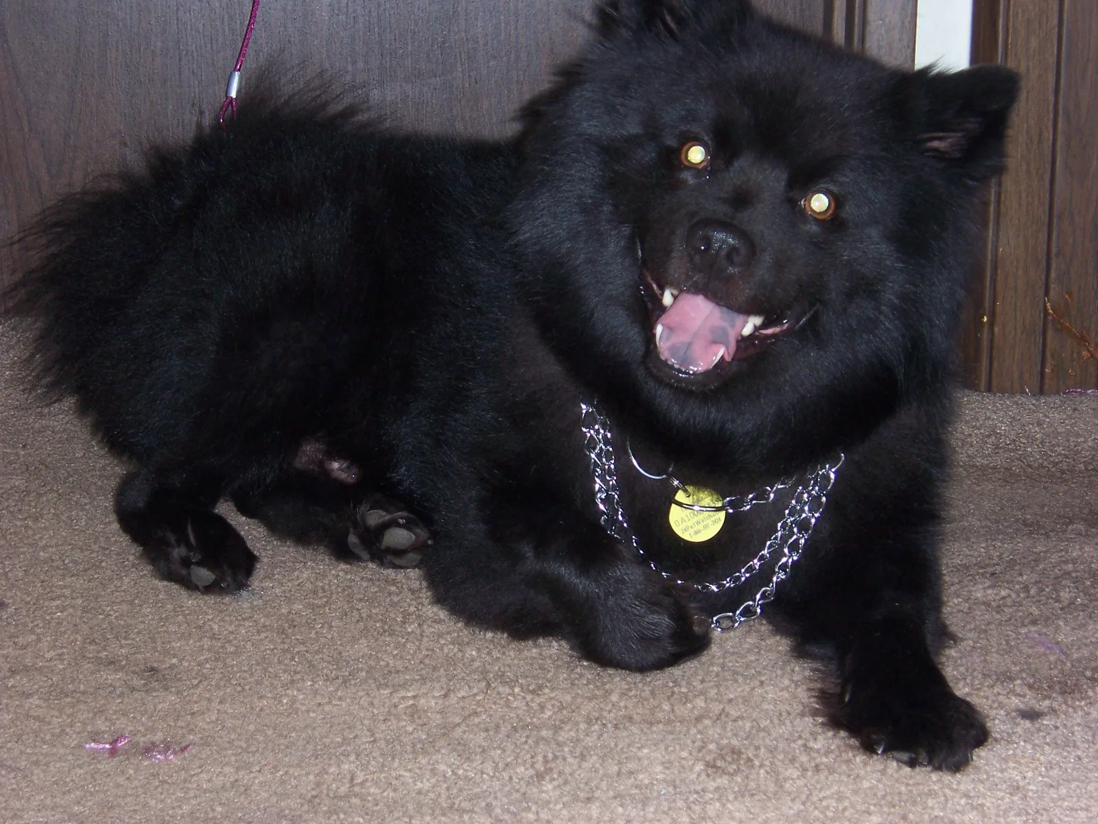 Lapphund Sueco