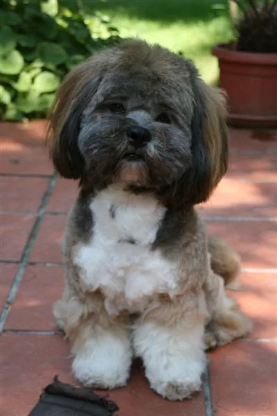 Lhasa Apso