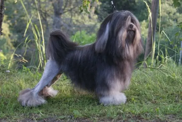 Löwchen