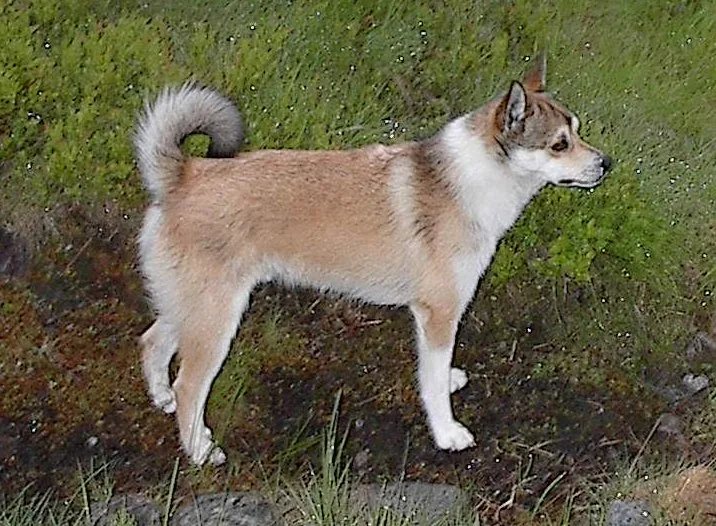 Lundehund Noruego