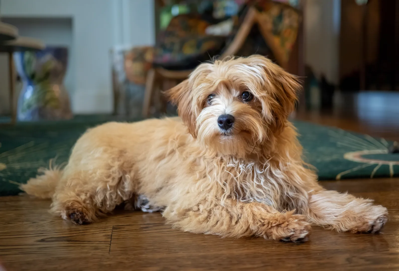 Maltipoo