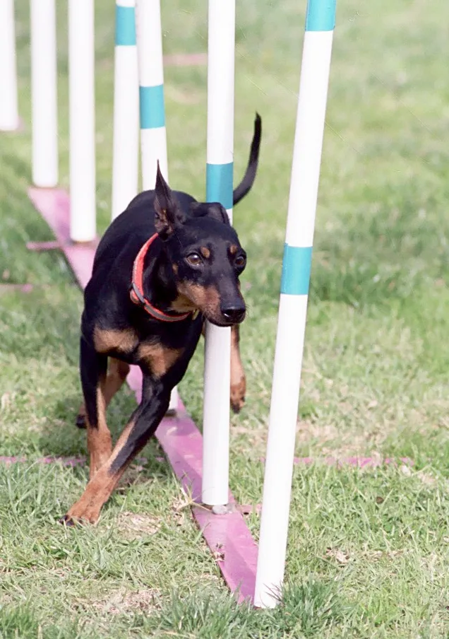 Manchester Terrier