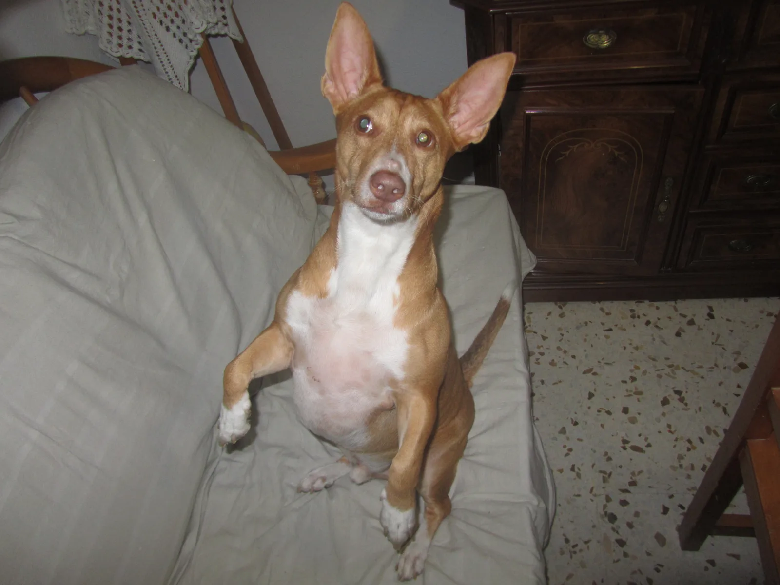 Maneto