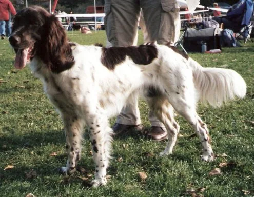 Münsterländer Pequeño