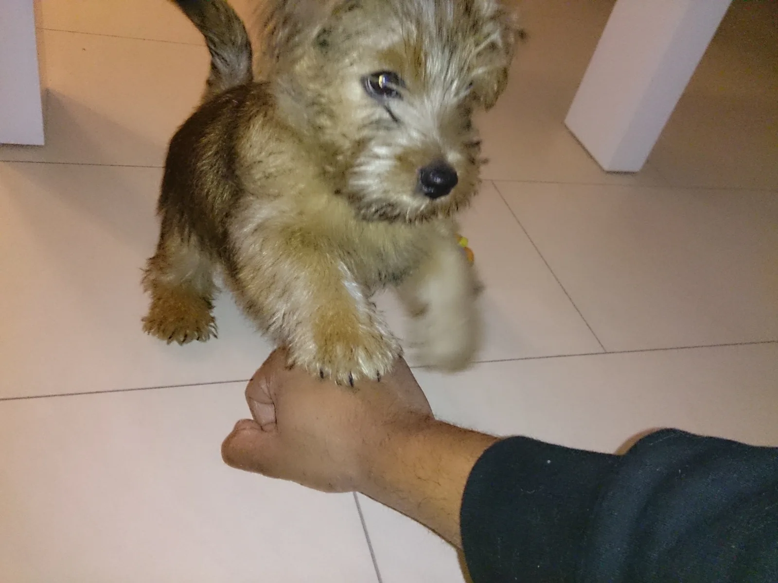 Norfolk Terrier