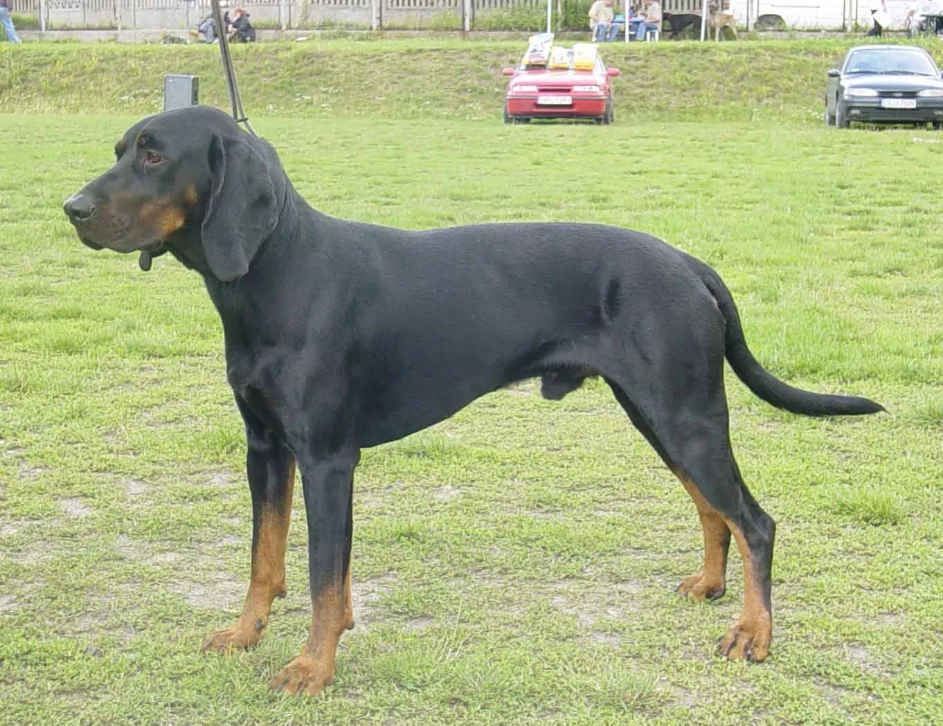 Sabueso Polaco