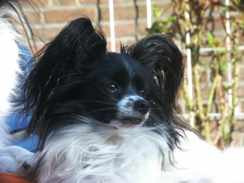 Papillón