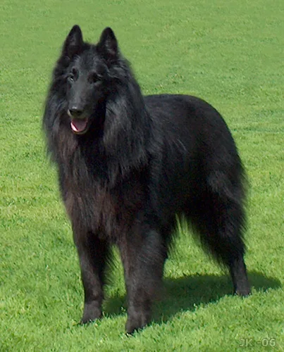 Pastor Belga Groenendael
