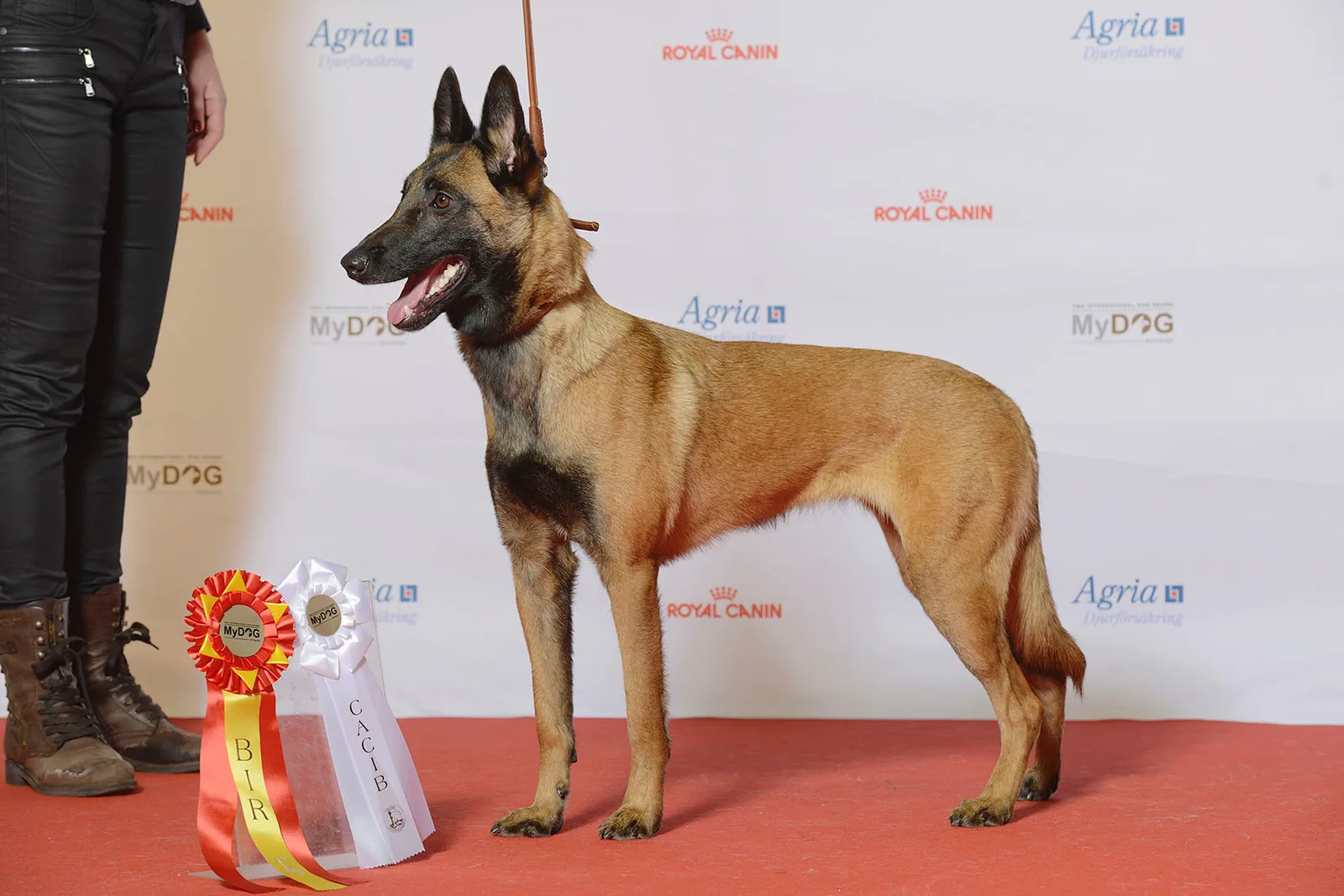 Pastor Belga Malinois
