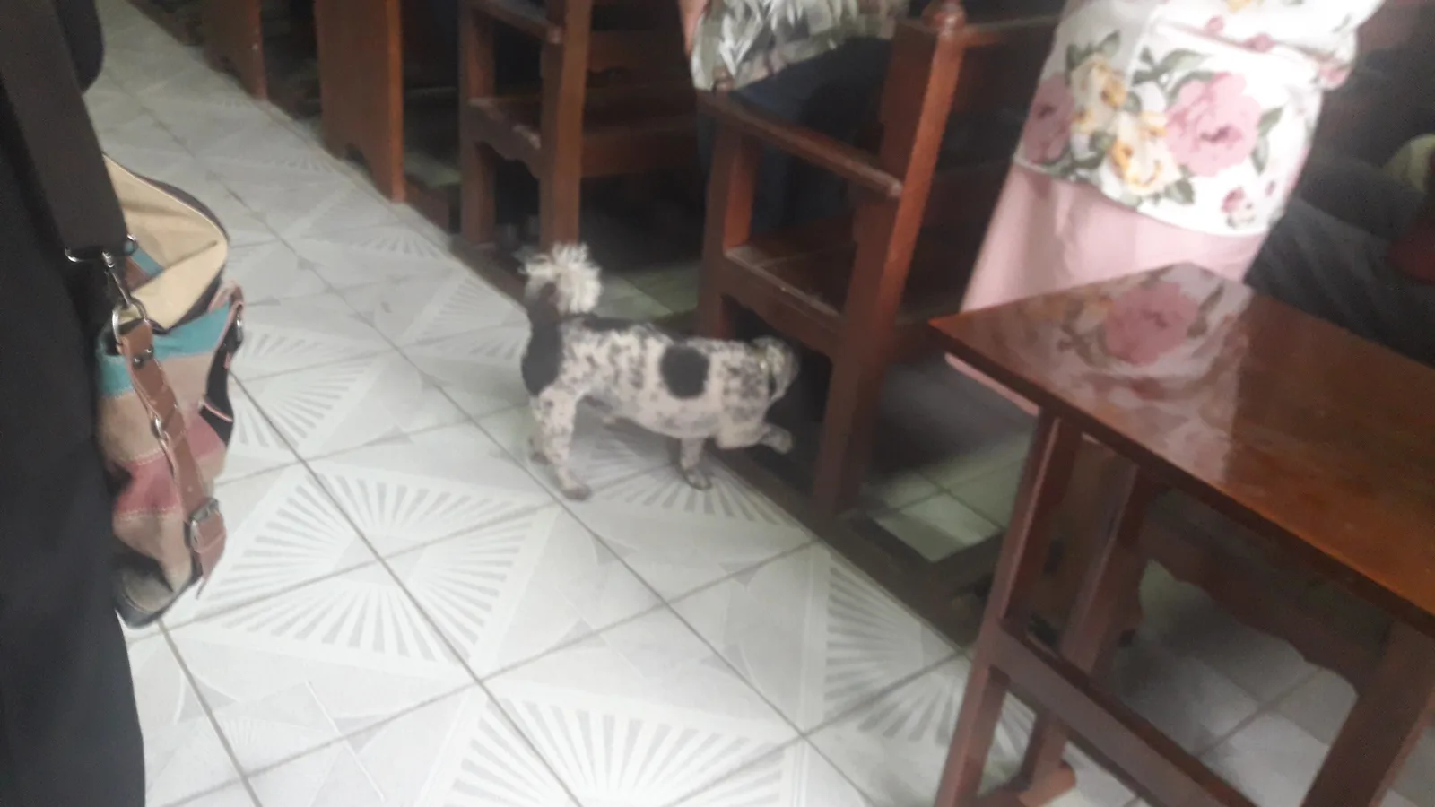 Perro de Agua Portugués