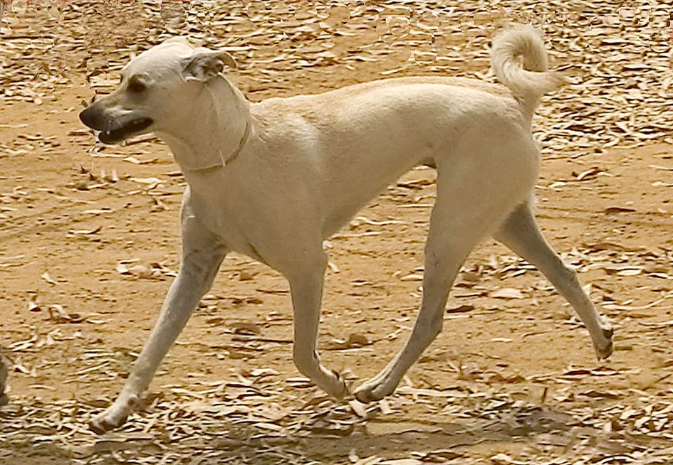Perro de Creta