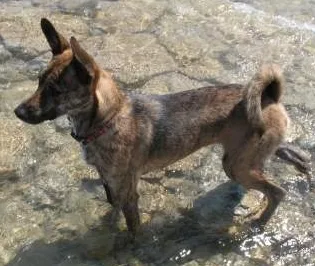 Perro de Taiwán
