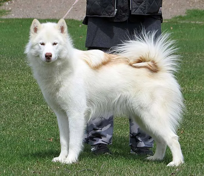 Perro Esquimal Canadiense