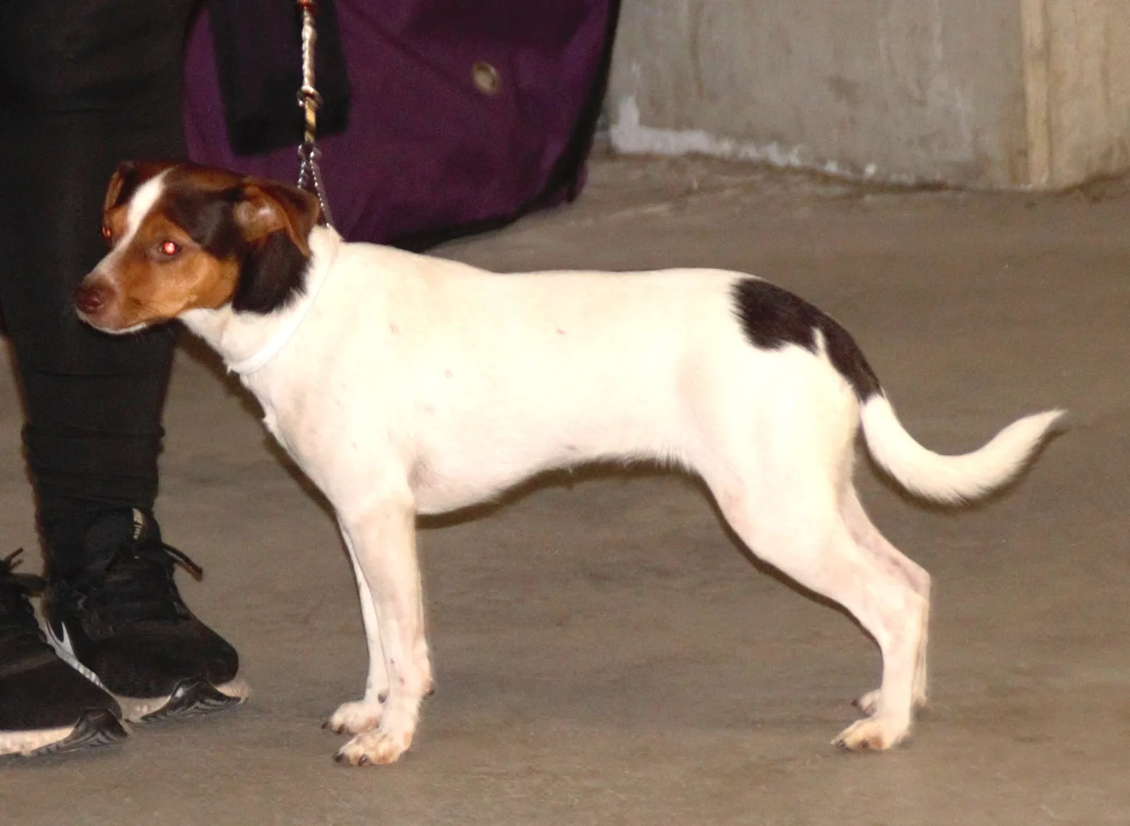 Perro de Granja Danés-Sueco