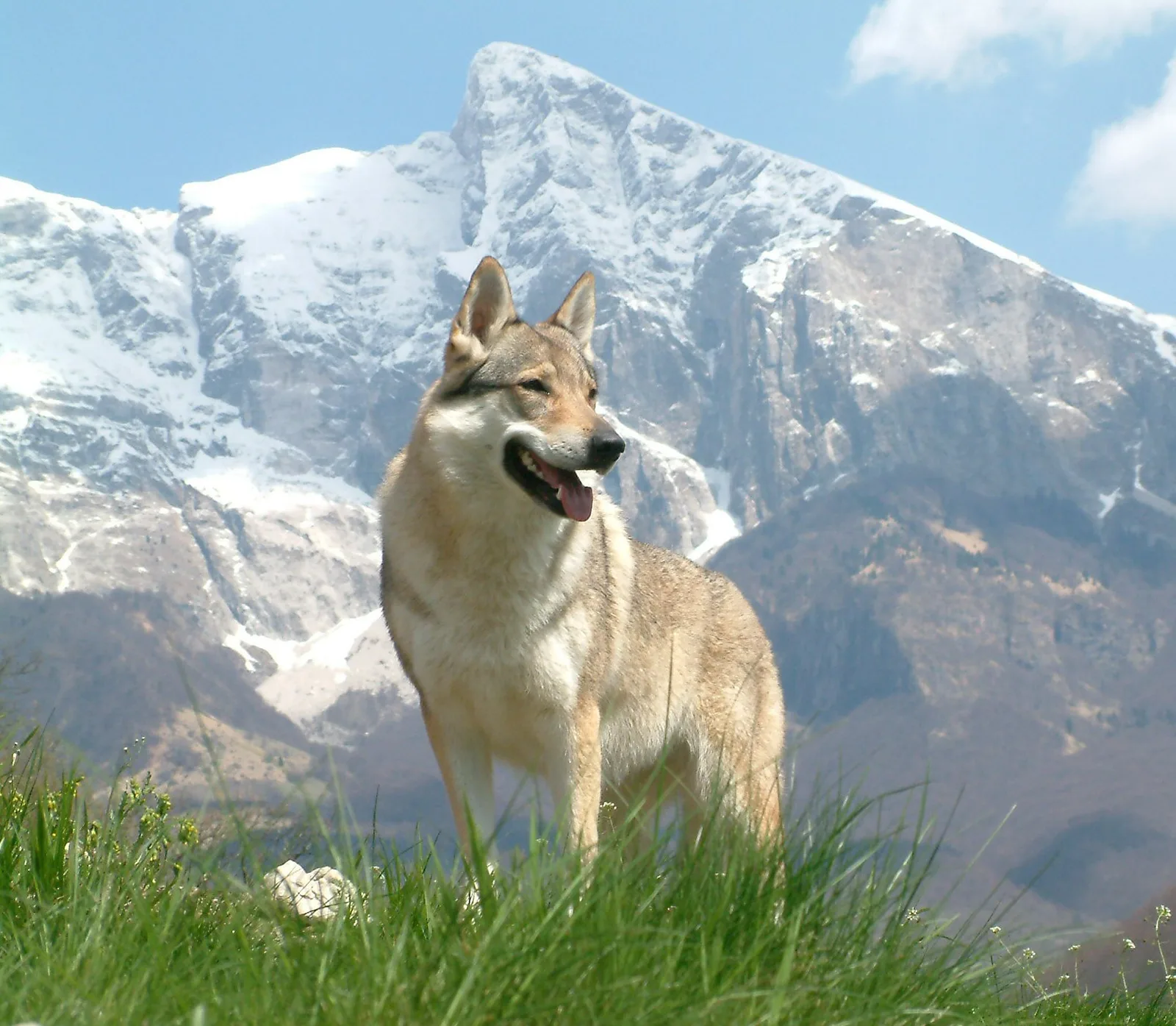 Perro Lobo Checoslovaco