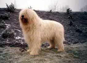 Perro Pastor del Sur de Rusia