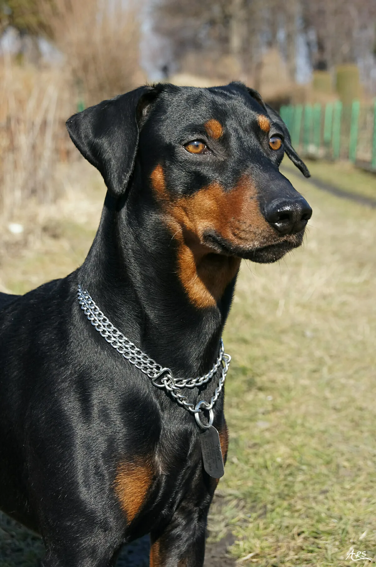 Pinscher Alemán