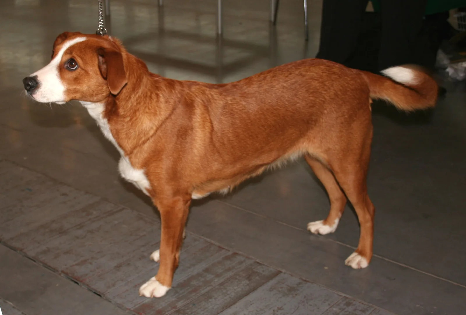 Pinscher Austríaco