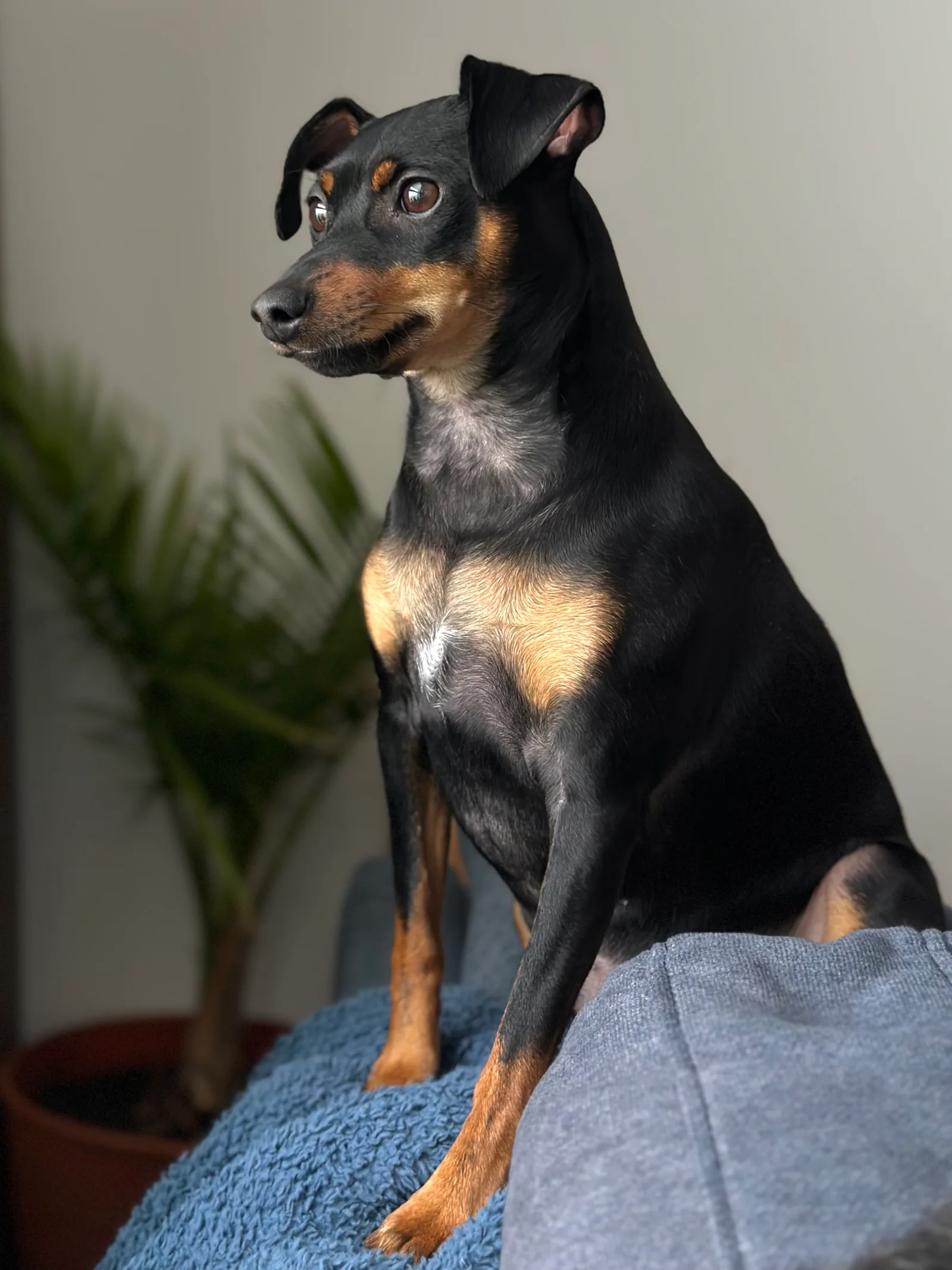 Pinscher Miniatura