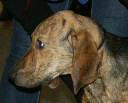 Plott Hound