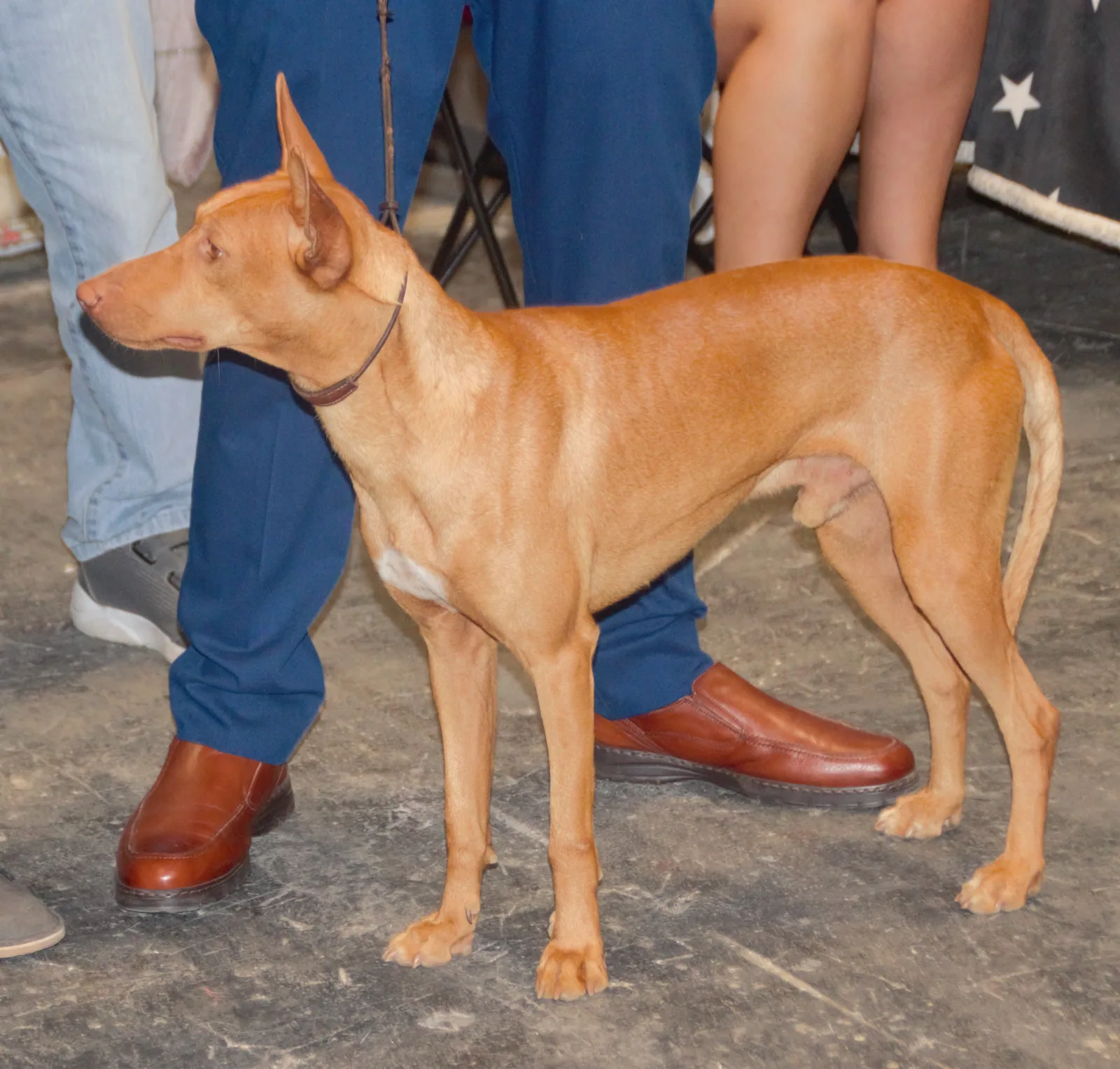Podenco Andaluz