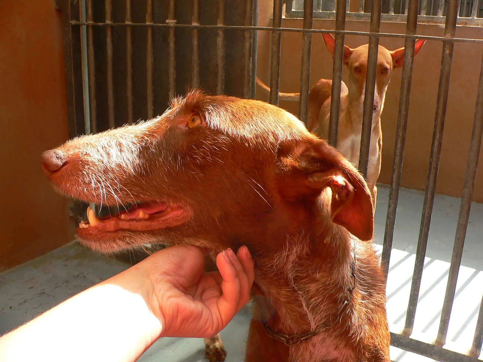 Podenco Canario