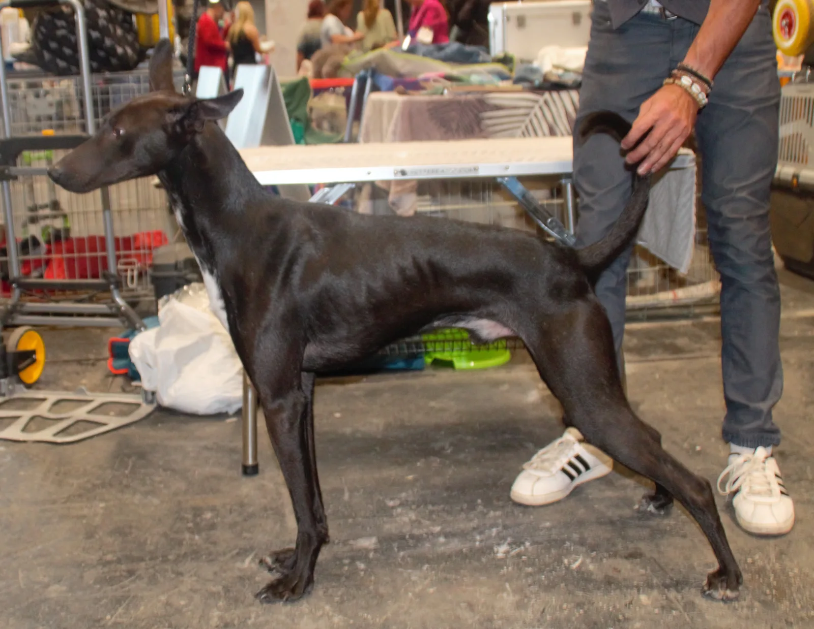 Podenco Valenciano